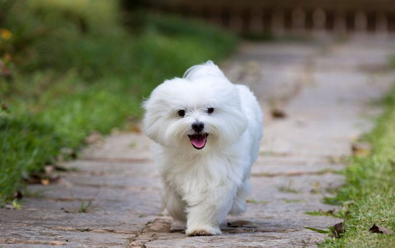 Maltese