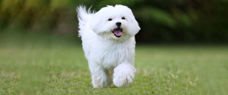 Maltese