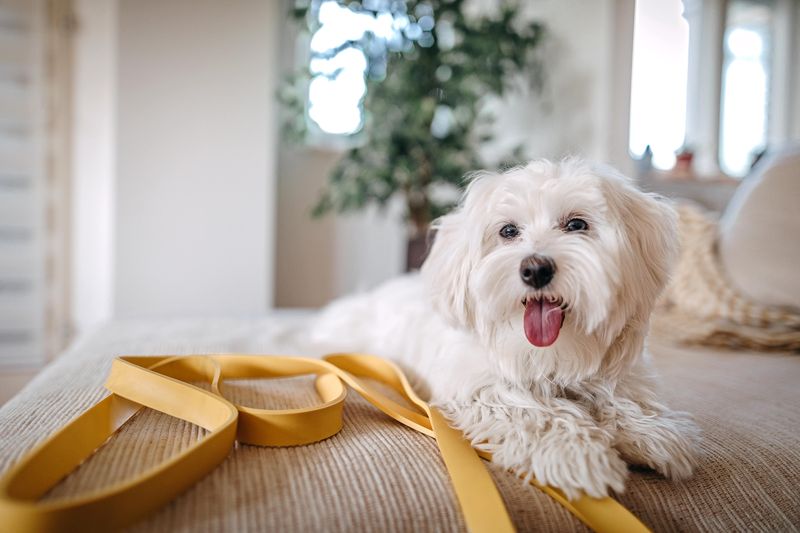 Maltese