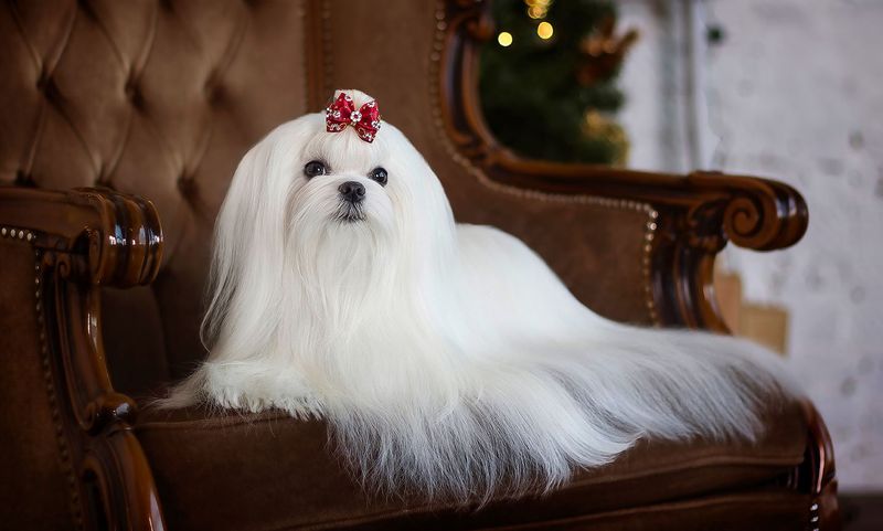 Maltese