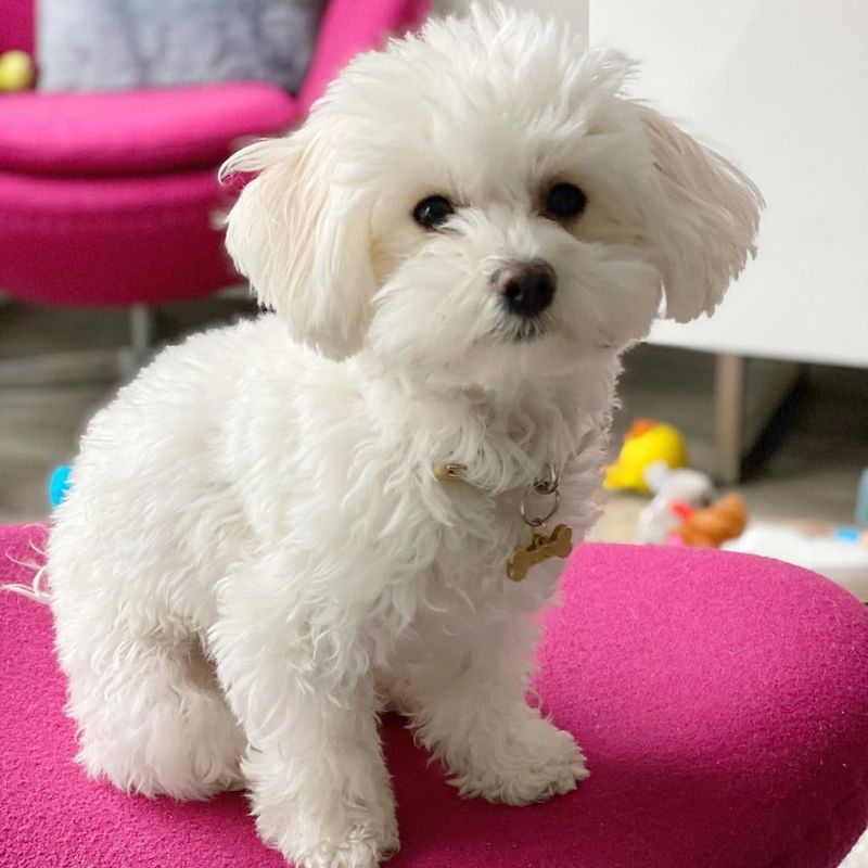 Maltese Bichon Frise