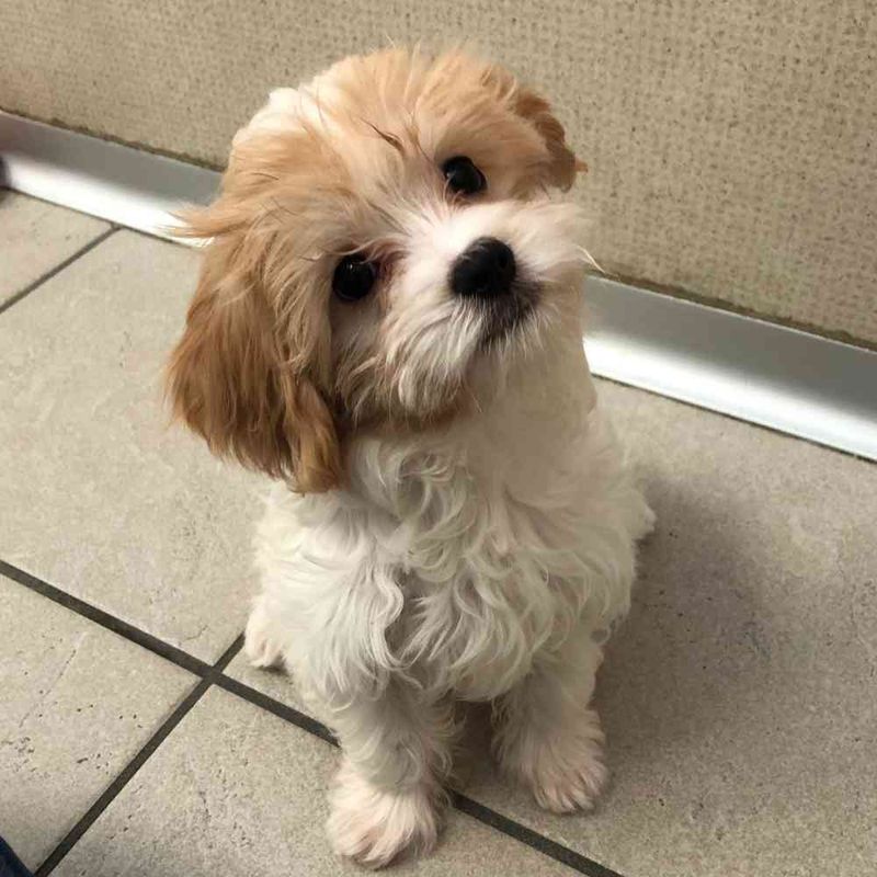 Maltese Cavalier King Charles Spaniel