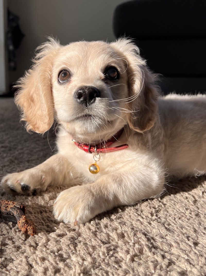 Maltese Cocker Spaniel