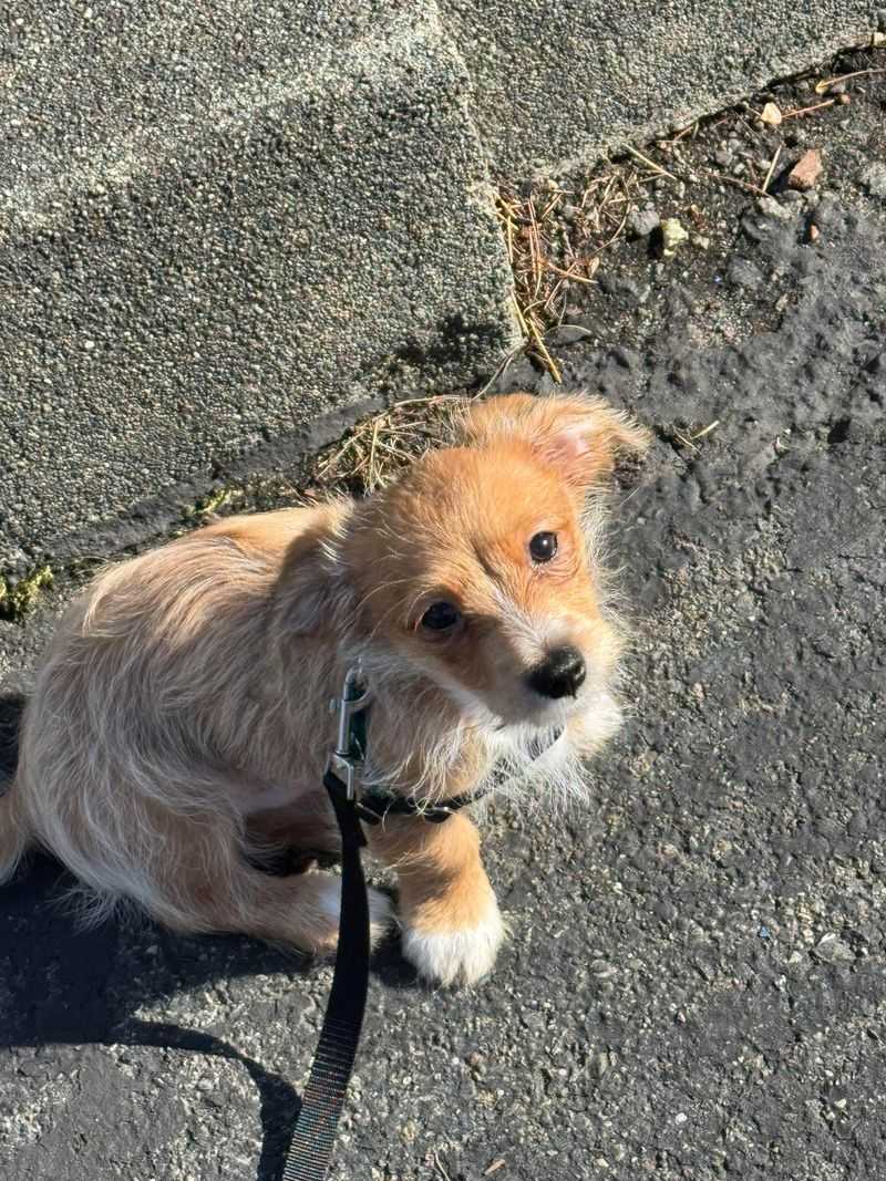 Maltese Dachshund