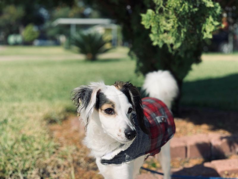 Maltese Italian Greyhound