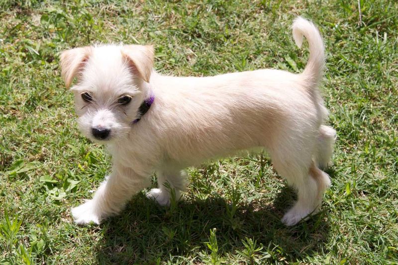 Maltese Jack Russell