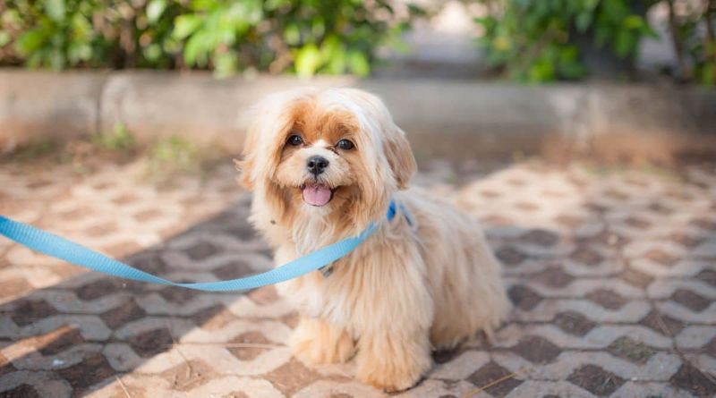 Maltese Lhasa Apso