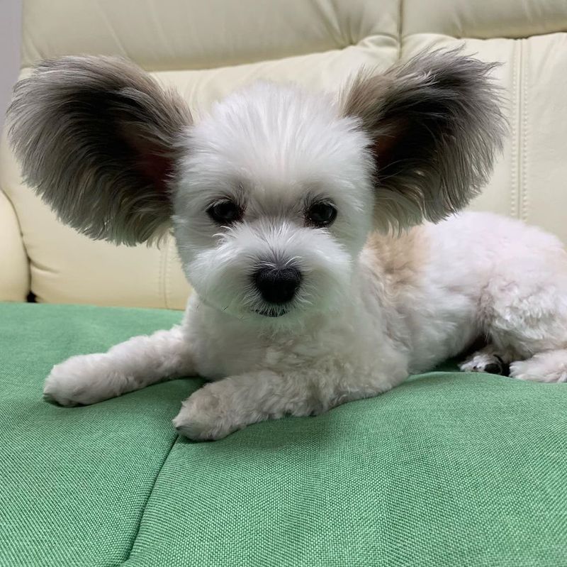 Maltese Papillon