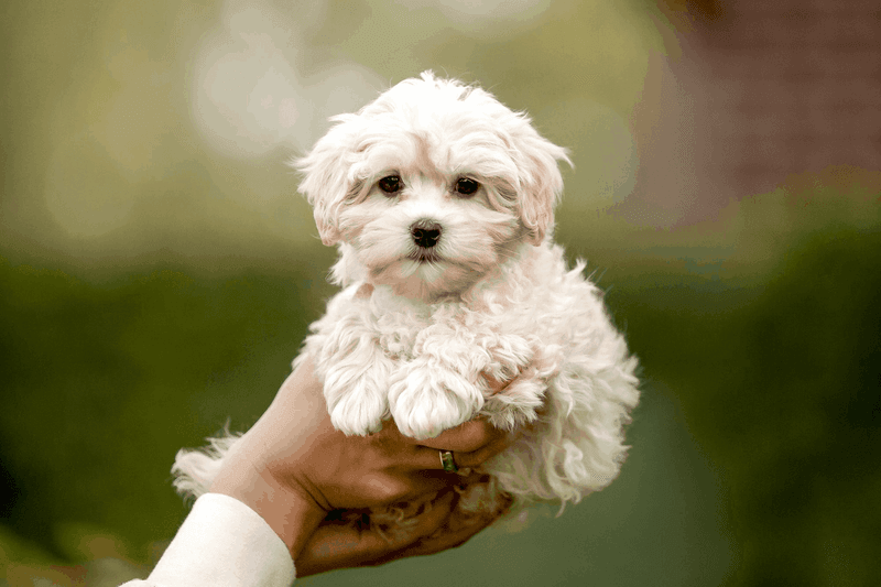 Maltese Poodle