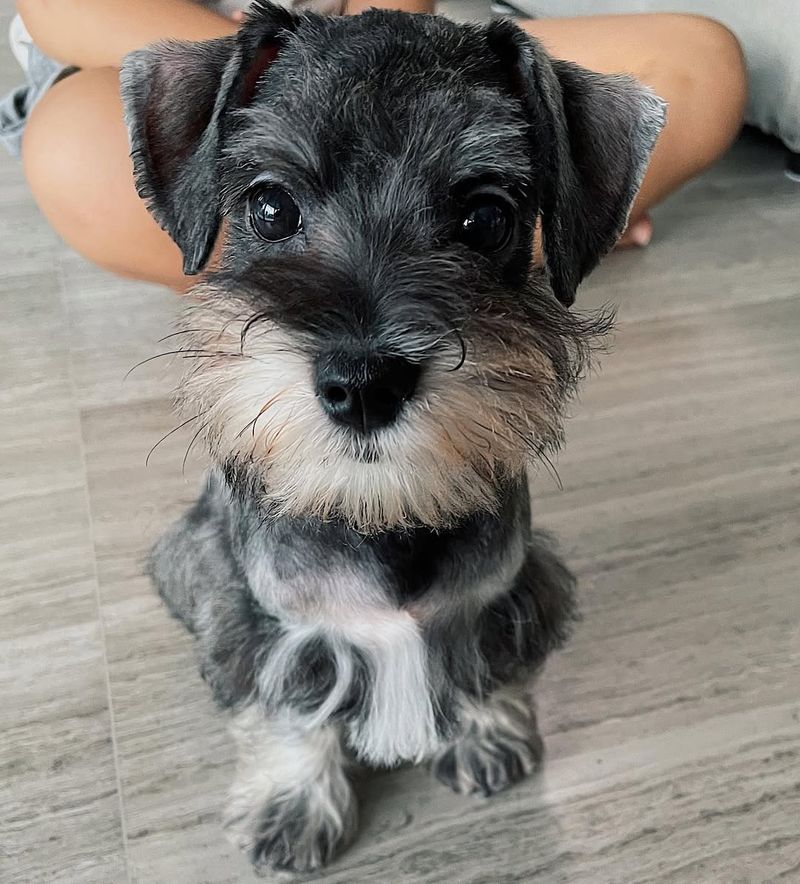 Maltese Schnauzer