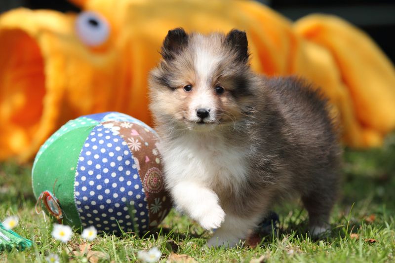 Maltese Shetland Sheepdog