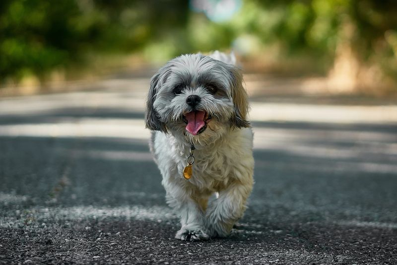 Maltese Shih Tzu