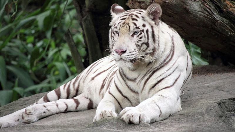 Maltese Tiger