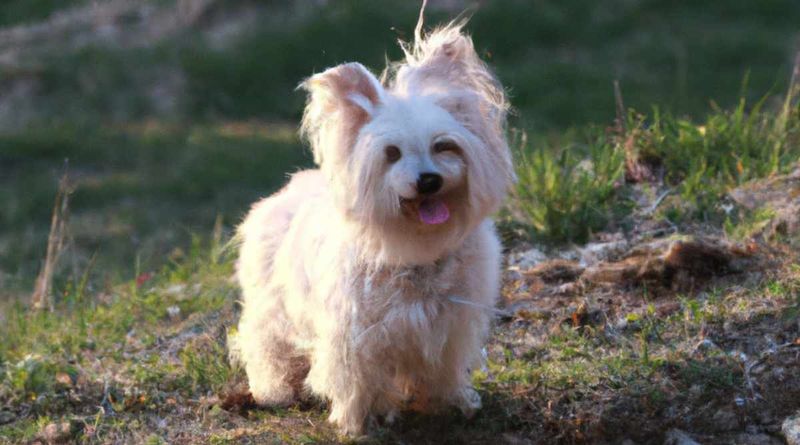 Maltese West Highland Terrier