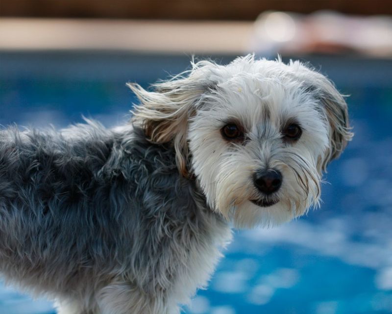 Maltese Yorkie