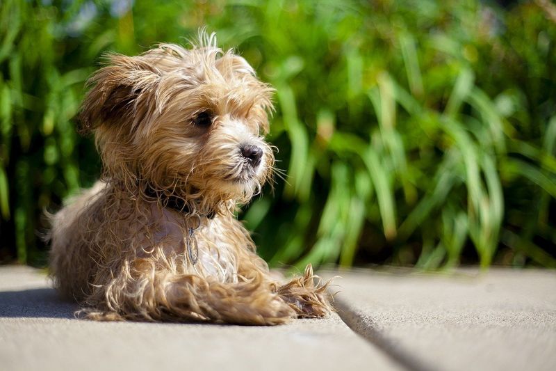 Maltipoo Lifespan