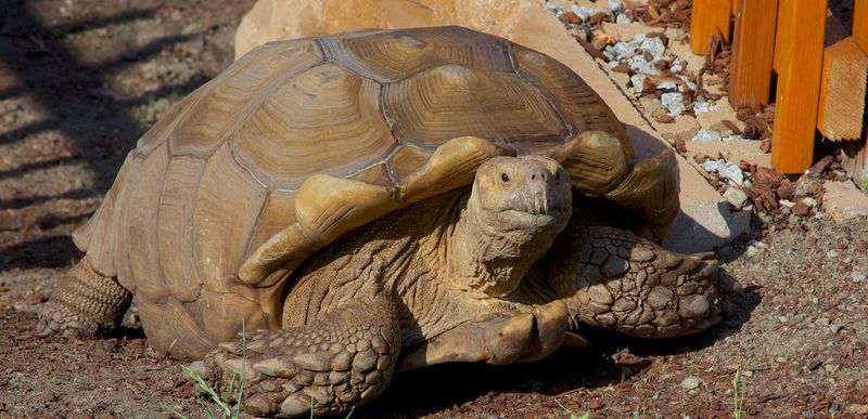 Mammoth the Sulcata Tortoise