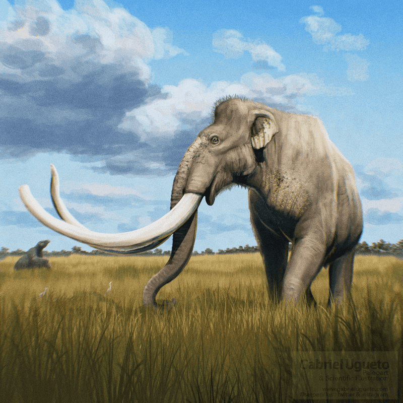 Mammuthus columbi