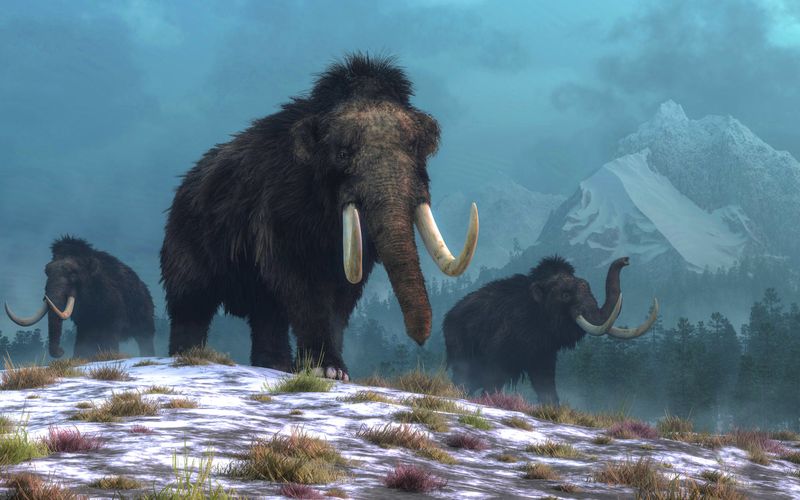 Mammuthus primigenius (Woolly Mammoth)