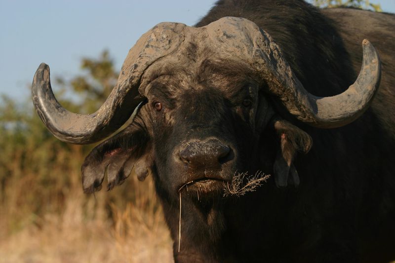 Managing Buffalo Confrontations