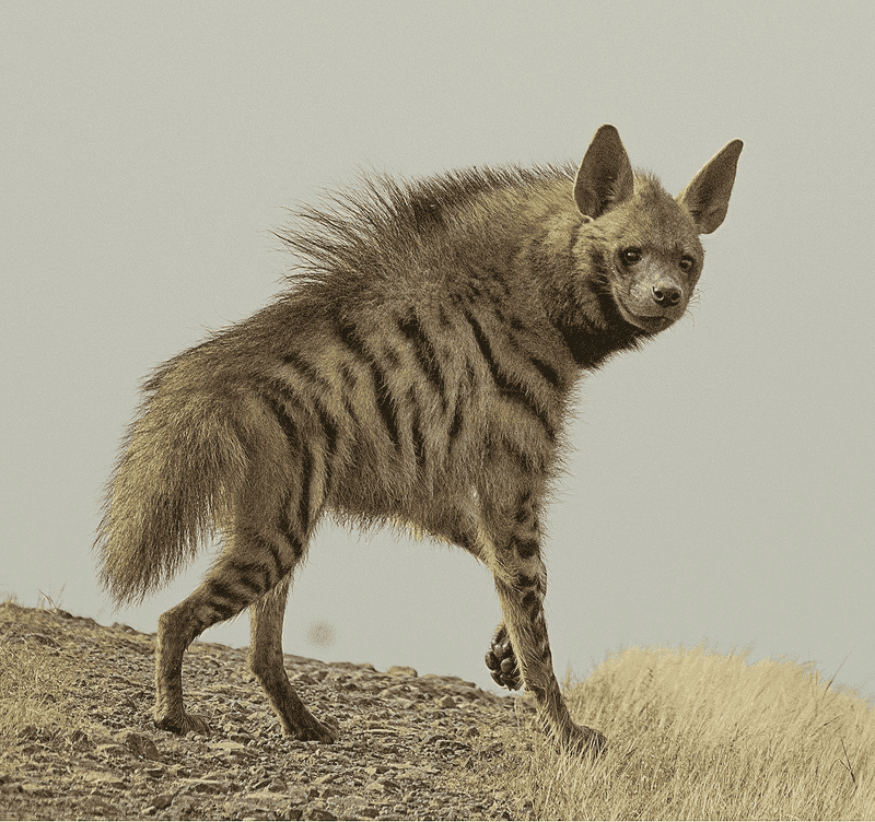 Managing Hyena Risks