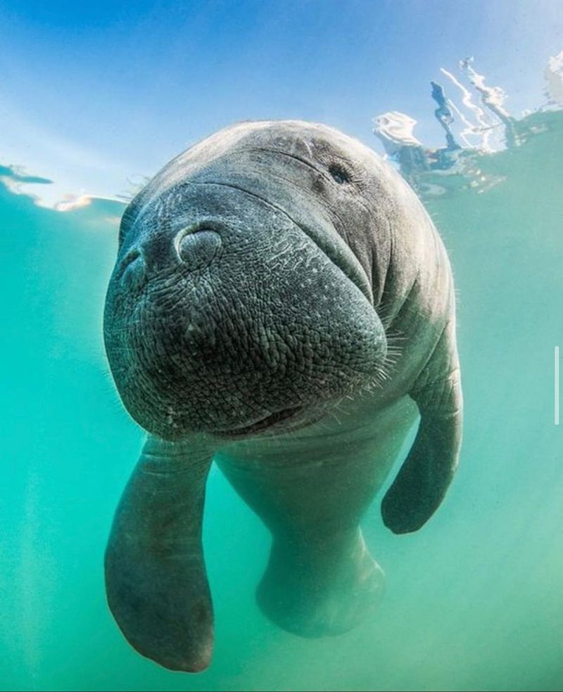 Manatee