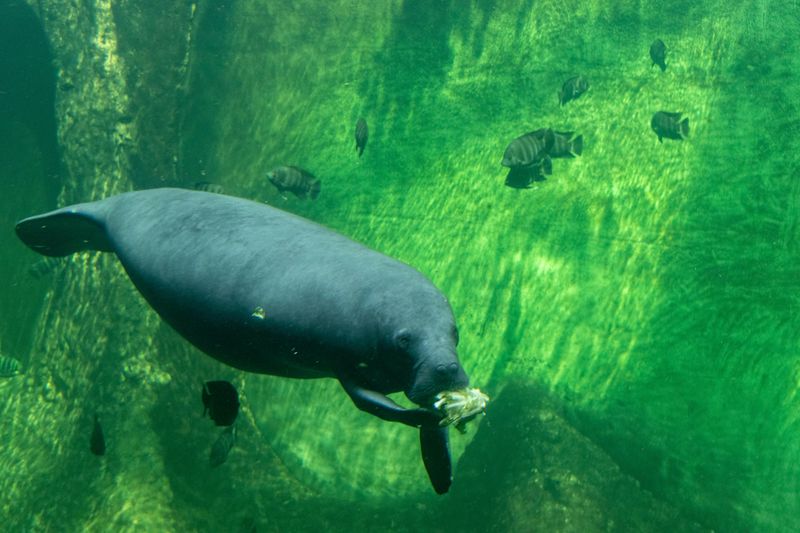 Manatee