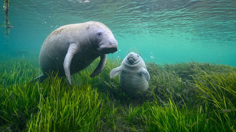 Manatee