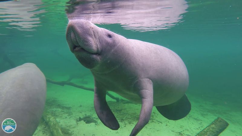 Manatee