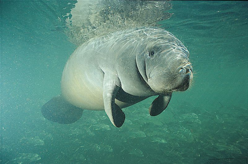 Manatees of Florida