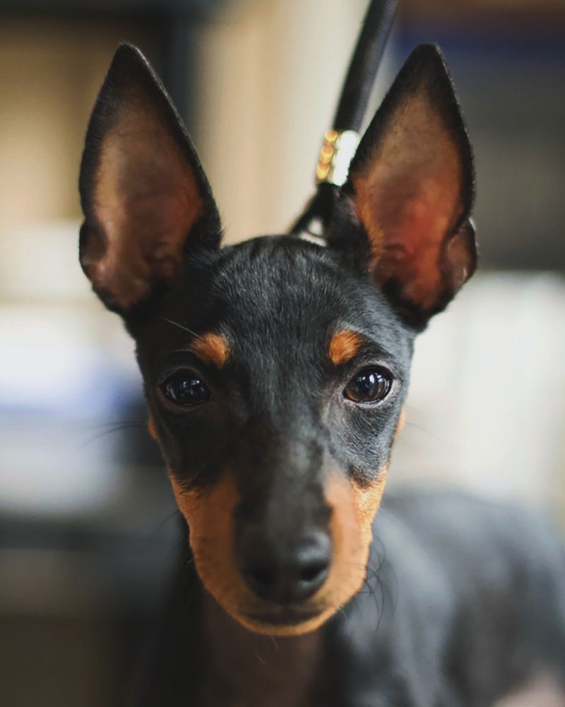 Manchester Terrier