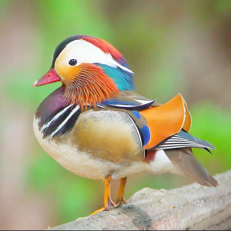 Mandarin Duck