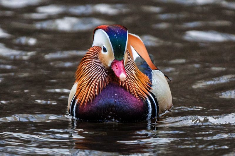 Mandarin Duck