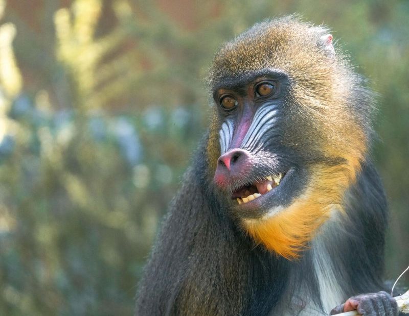 Mandrill