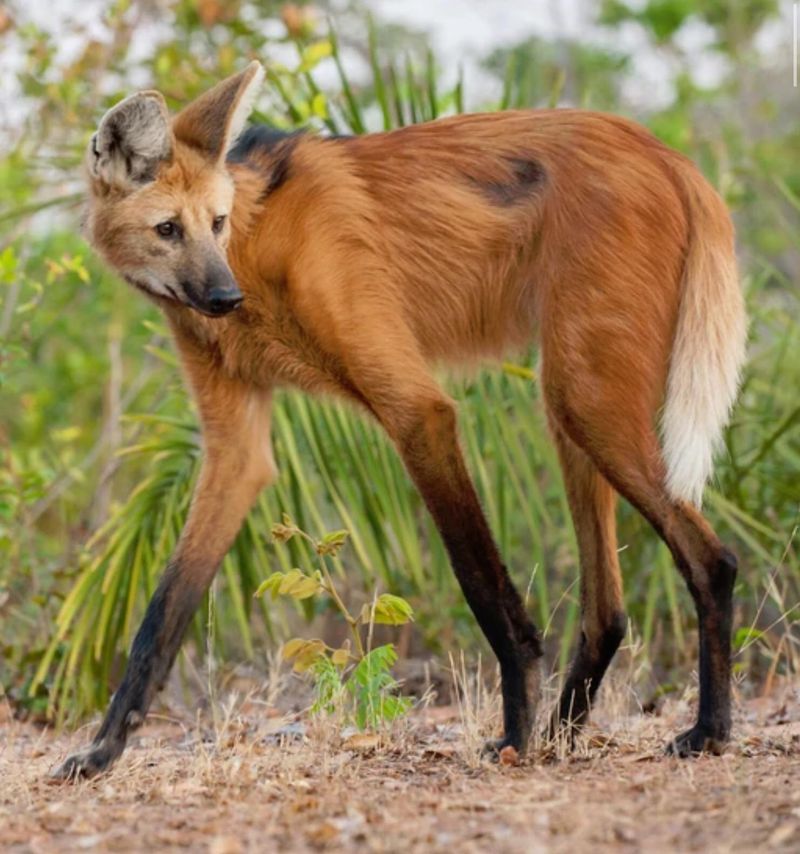 Maned Wolf