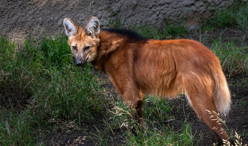 Maned Wolf