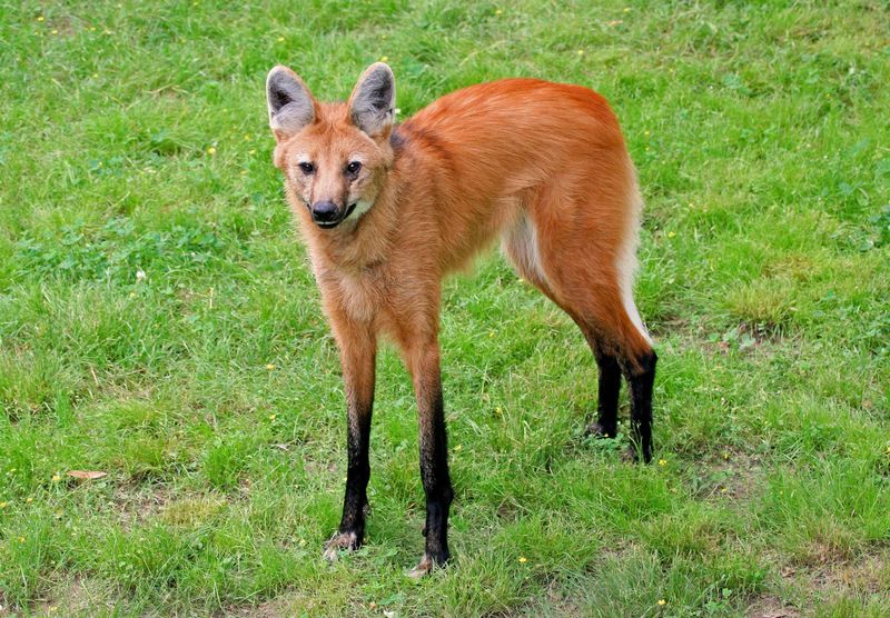 Maned Wolf