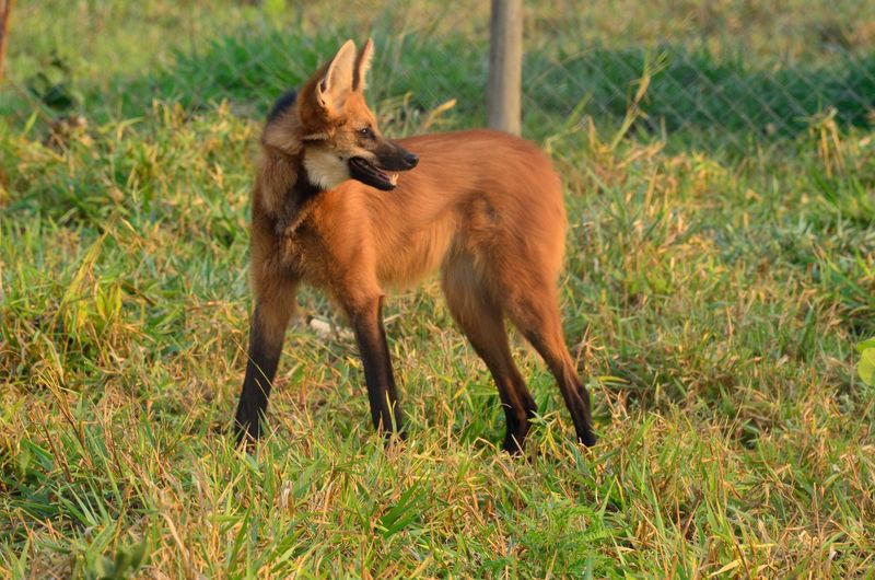 Maned Wolf