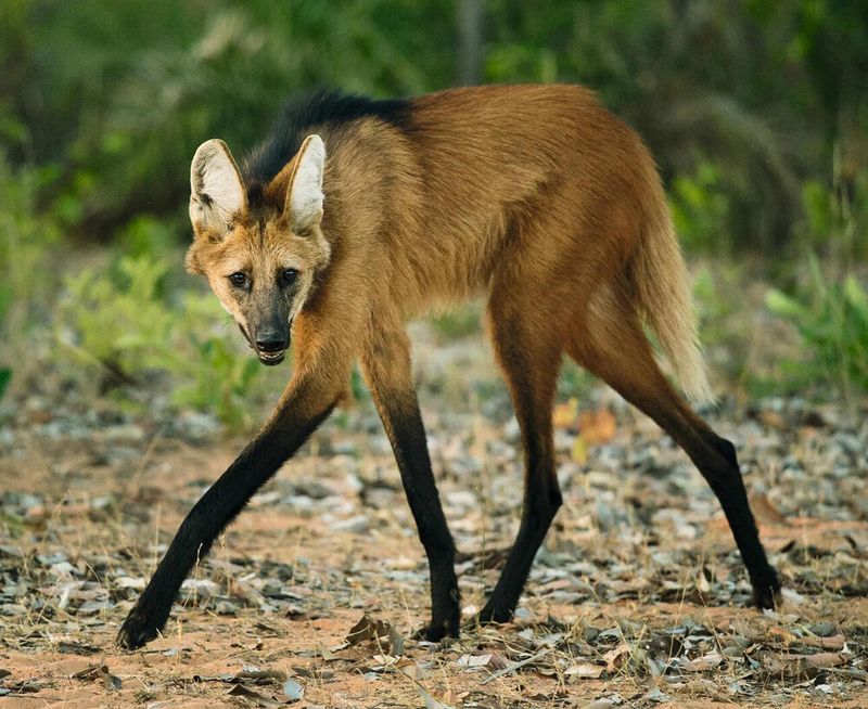 Maned Wolf