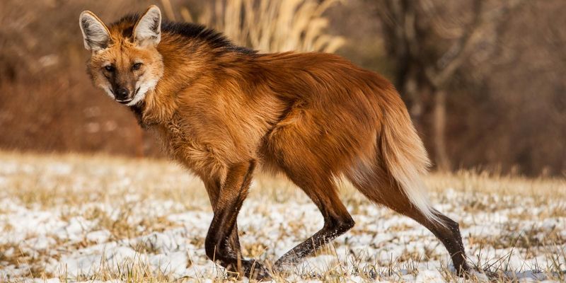 Maned Wolf