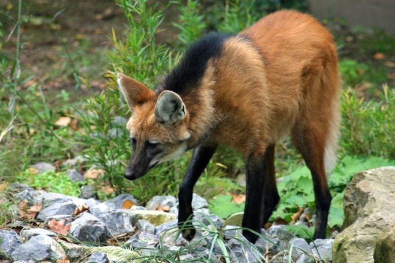 Maned Wolf