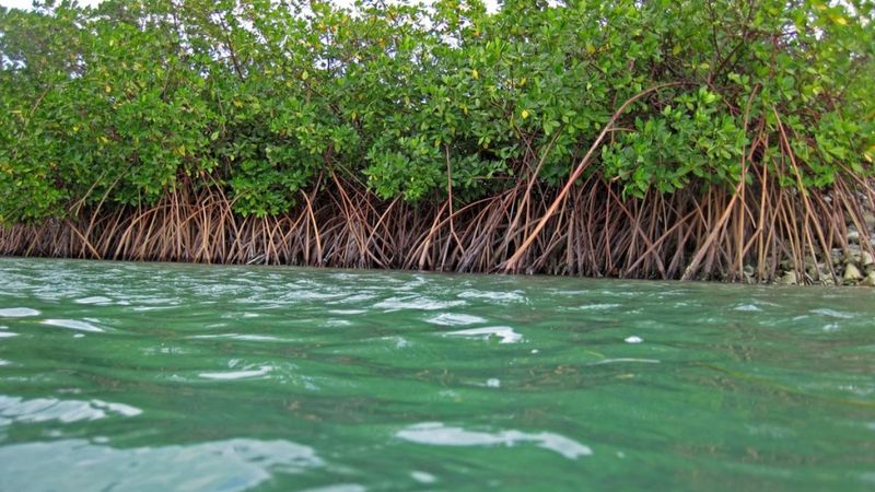 Mangrove Losses and Coastal Effects