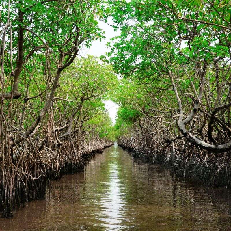 Mangrove Trees