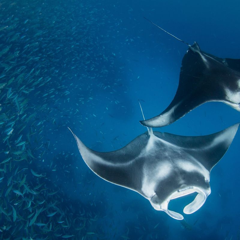 Manta Ray