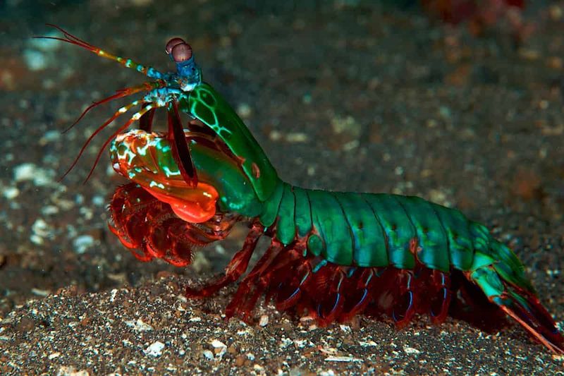 Mantis Shrimp