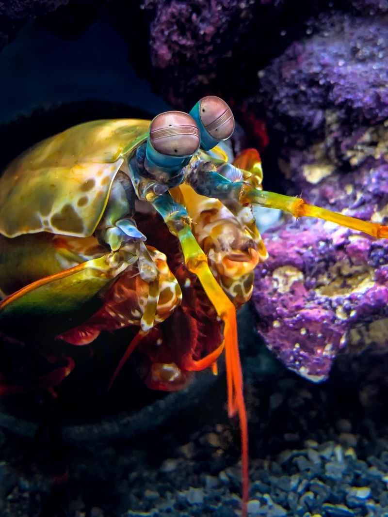 Mantis Shrimp