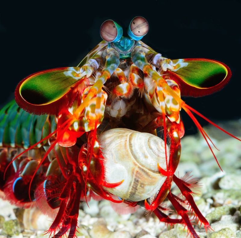 Mantis Shrimp