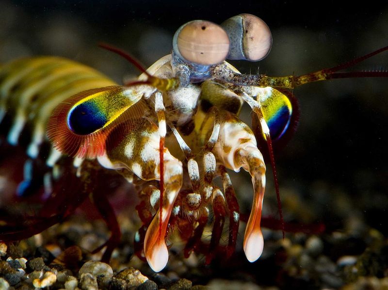 Mantis Shrimp's Color Vision