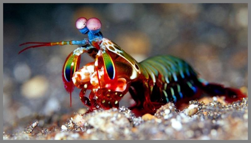 Mantis Shrimp's Punch