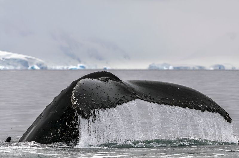 Maori Whales